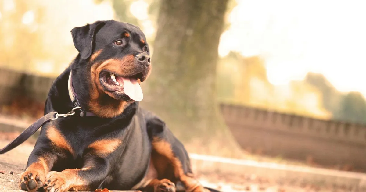 Best Guard Dog Breeds