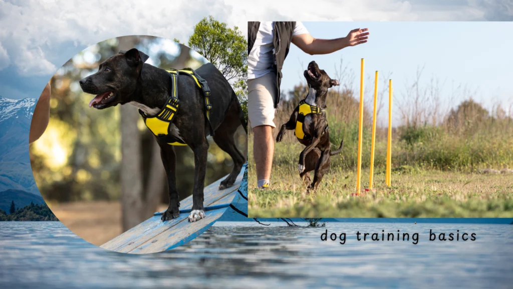 Dog-Training-Basics