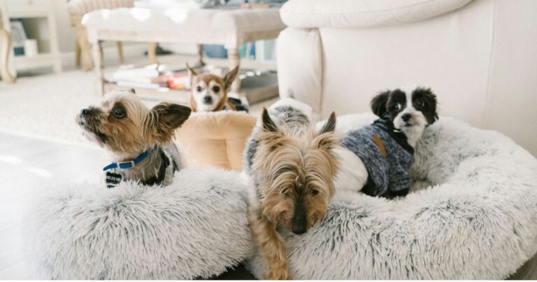 Small Dog Breeds